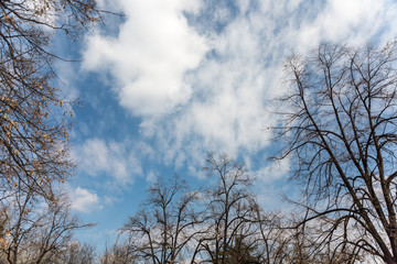 Sky and trees