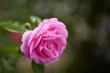 Pink roses in the morning light