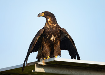 3-months old bald eagle eaglet, seen in the wild in  North California