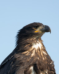 3-months old bald eagle eaglet, seen in the wild in  North California