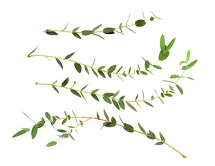Set of eucalyptus green leaves