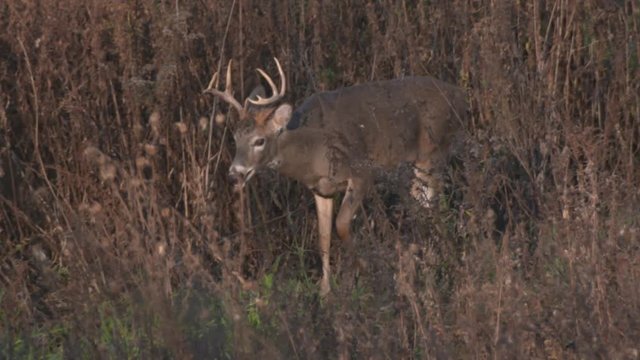 whitetail deer in the wild
