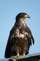 3-months old bald eagle eaglet, seen in the wild in  North California