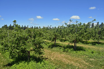 Fototapeta na wymiar Orchard in rural Ontario Canada