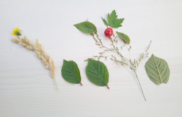 Natural composition of plants on a light background