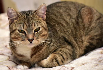 brown shorthair cat lying on the couch