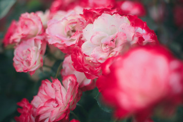 flowering bright white and pink roses