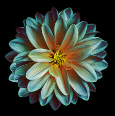 Chrysanthemum flower  turquoise-blue-pink   on the black  isolated background with clipping path  no shadows.  Closeup.   For design.   Nature.