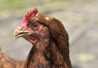 close on the head of a red hen 