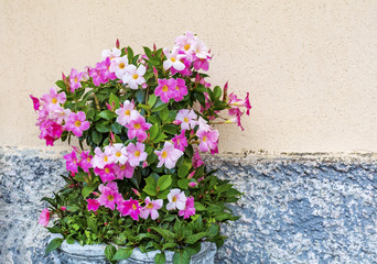 Pink Mandevilla, Rocktrumpet Flowers in a Stone Pot on the Street  