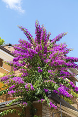 Pink Bougainvillea Flowers on the Wall of  Italian  House.Beautiful Facade of a House in Italy