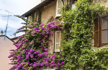 Fototapeta na wymiar Pink Bougainvillea Flowers on the Wall of Italian House.Beautiful Facade of a House in Italy
