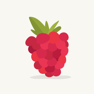 Hand drawn raspberry fruit illustration