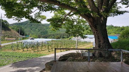 Scenery