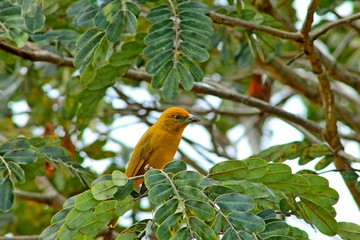 colombian bird
