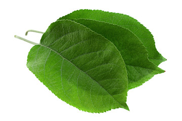 Obraz premium Apple leaf on white