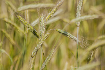 Pole zboż - klosy  © Bea