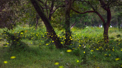 Firefly in the forest tree inside Thai army camp, Prachinburi,  A million fireflies in the wood in Prachinburi