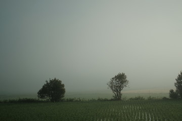 日本　九州　大分　田舎の朝霧