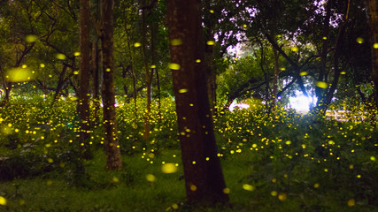 Firefly in the forest tree inside Thai army camp, Prachinburi,  A million fireflies in the wood in...
