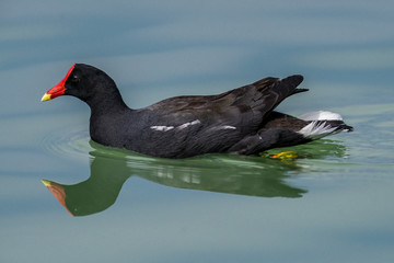 Coot with reflection in the water