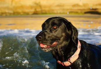 Black Labrador Retriever dog swimming in ocean
