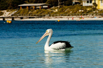 Australian Pelican - Rottnest Island - Australia