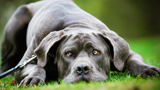 Neapolitan Mastiff dog outdoor portrait lying on grass with head down