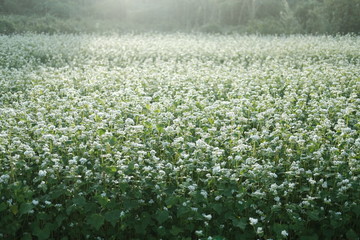 日本　九州　大分　逆光の蕎麦畑