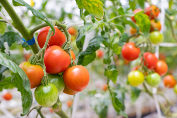 トマト農家　ビニールハウスの中のトマト畑