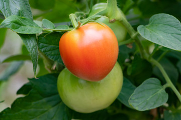 ビニールハウスのトマト畑