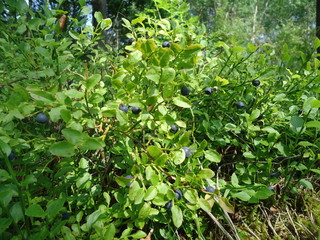 Blueberry  bush