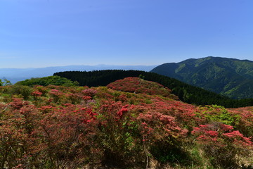 Fototapeta premium 葛城山のつつじ と山道, 