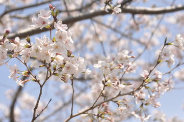 さくら
