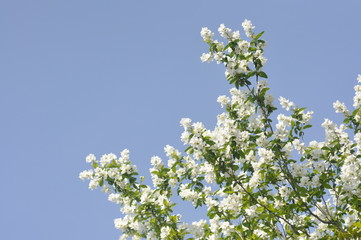白い花