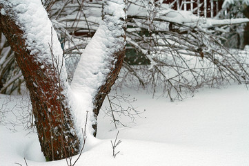 Tree Trunk In Winter