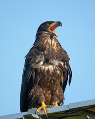 3-months old bald eagle eaglet, screeching, seen in the wild in  North California