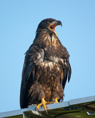 3-months old bald eagle eaglet, screeching, seen in the wild in  North California