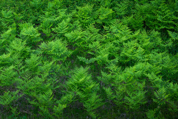 Ferns plants in the forest