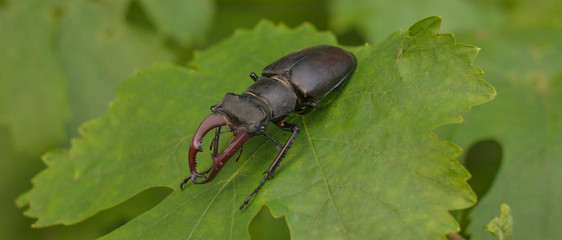 stag beetle, bug