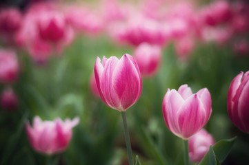 Obraz na płótnie Canvas Pink tulip in the garden