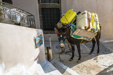 Donkey is the best transport in mountain village © andrey_iv