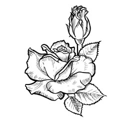White vector rose flower with black inked line.