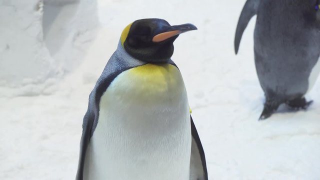 Funny royal penguins communicate in snow stock footage video