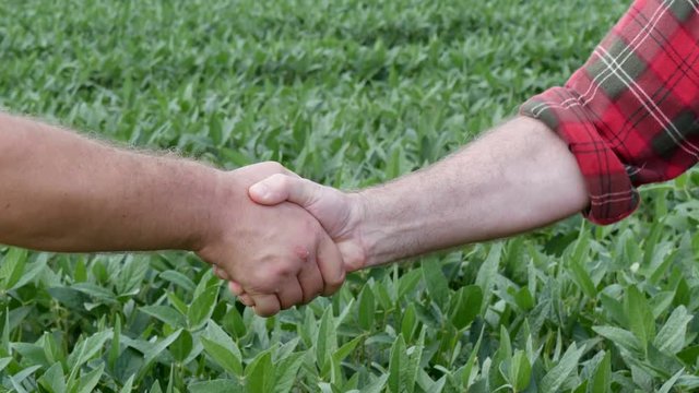 Handshake, two farmers shaking hands in soybean field, agriculture in early summer, 4K footage
