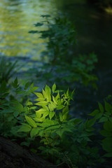 スポットライトを浴びた新緑