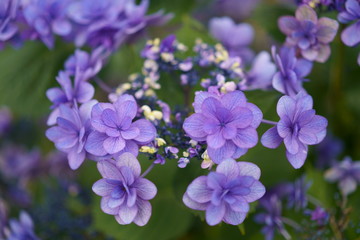 紫色の紫陽花　梅雨　雨　６月　初夏