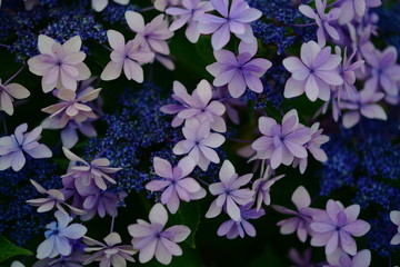 紫陽花の花