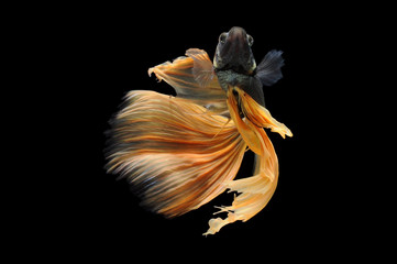 Betta fish, siamese fighting fish, betta splendens isolated on black background,
fish on black...