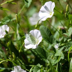 Butterfly on flower